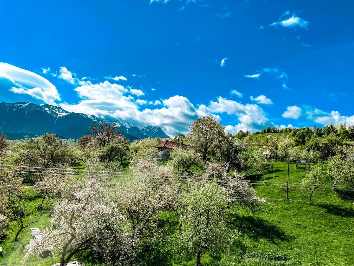 Transylvania Mountain View Cdi Otel Bran  Dış mekan fotoğraf